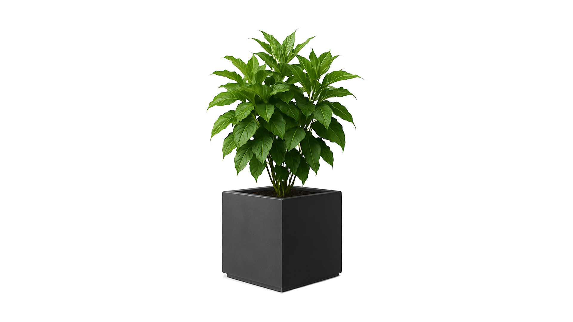 Botanic 50 Indoor