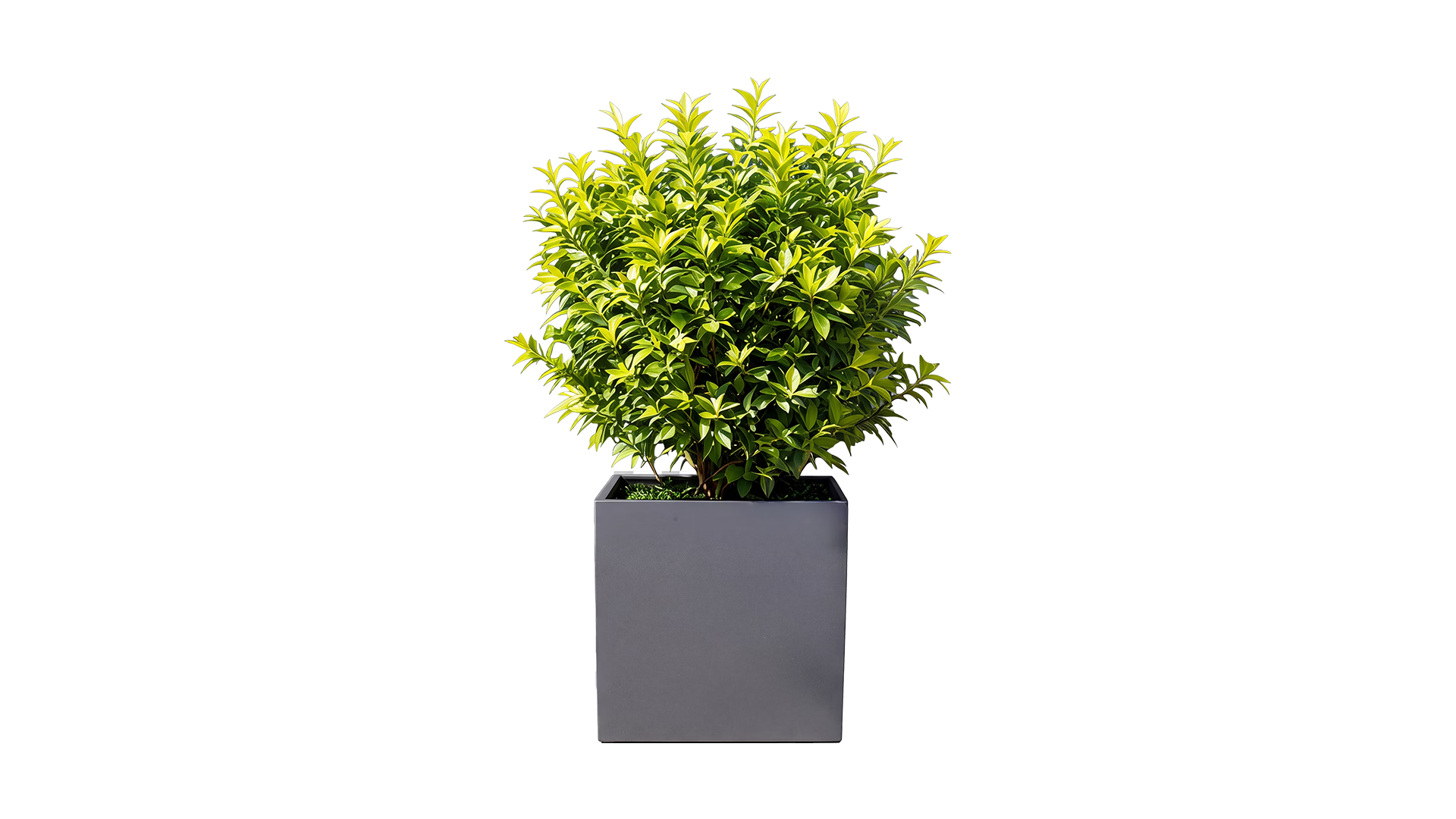Botanic 50 Outdoor