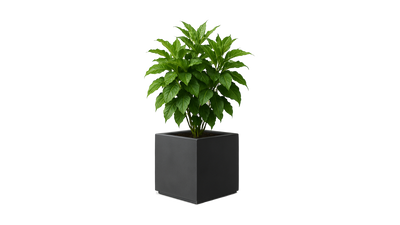 Botanic 50 Indoor