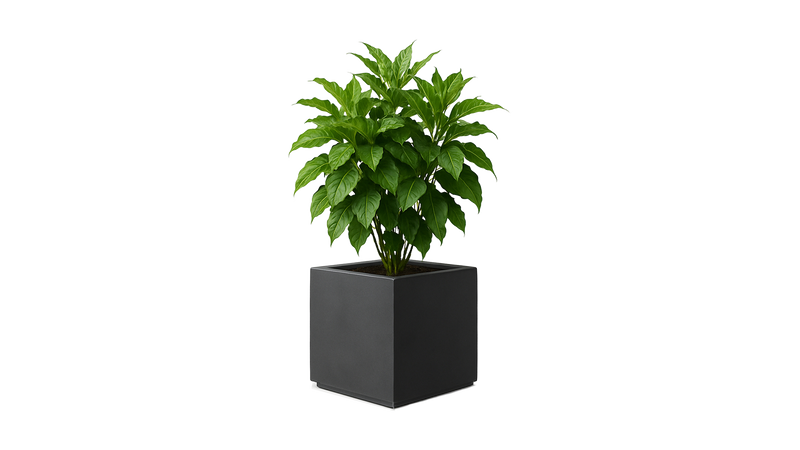 Botanic 50 Indoor